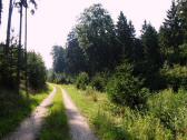 Wanderroute auf schönen Waldwegen 