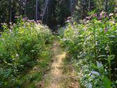 Wanderweg durch wildwachsende Blütenbracht - Drüsiges Springkraut