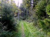  Wanderroute durch ein kleines Waldstück 
