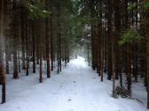  Wanderroute durch den Wald des Kasbergs 