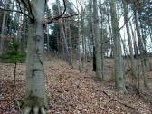  kurz querfeldein durch den Wald 