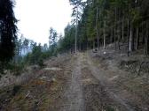  Wanderroute auf schnen Forstwegen 
