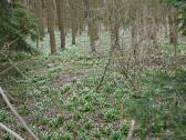  der Frhling lsst gren 