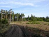  groe freie Waldflchen am Schmalhans 
