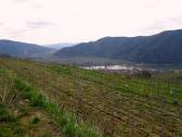 sehr schner Fernblick ins Donautal Richtung Weienkirchen bzw Drnstein
