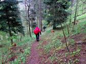 Wanderroute auf schnen abwechslungsreichen Waldwegen 