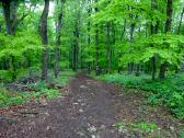  Wanderweg bergab zur Forststrae 