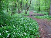  Wanderweg entlang von blhenden Brlauch 