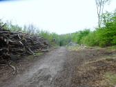 Wanderroute ber die Forststrae zum Anningerhaus Schutzhaus