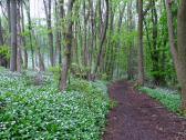  Wanderweg entlang von blhenden Brlauch 