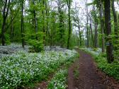  Wanderweg entlang von blhenden Brlauch 