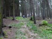  Wanderroute auf schnen Waldwegen 