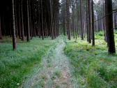  Wanderroute auf schnen Waldwegen 