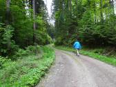  Wanderroute ber eine Forststrae 