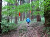  Wanderroute auf schnen Waldwegen 
