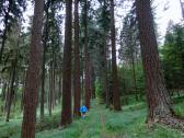 Wanderroute durch eine Alle von riesengroen Bumen 