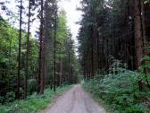  Wanderroute auf schnen Forstwegen 