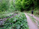  Wanderweg entlang der Groen Krems 