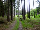  schner Waldwanderweg 