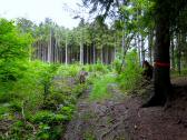  schner Waldwanderweg 