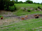  schottische Hochlandrinder in Gillaus 