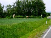  Blick zur SK 