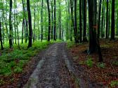  Blick auf die Wanderstrecke durch den Haspelwald 