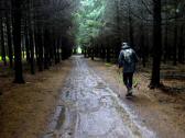  Wanderroute durch den Wald des Schildbergs 