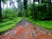  Wanderroute durch den Wald des Schildbergs 