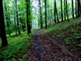  Wanderroute bergab am Plattenberg 