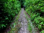  auf morastigen Weg der Abstieg vom Plattenberg 