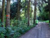  schne Wanderstrecke durch einen kleinen Wald 
