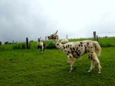  "bunte" Lamas 