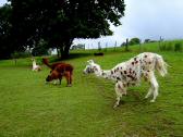  Alpakas und Lamas friedlich vereint 
