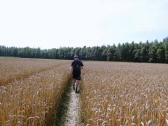  Wanderroute auf einen Steig durch das Getreidefeld 
