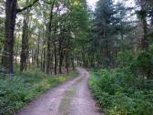  Blick auf die Wanderroute zur Waldkapelle 