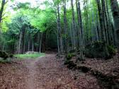 Wanderweg zur Burgsteinmauer 