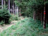  Wanderroute ber einen verwilderten Weg 