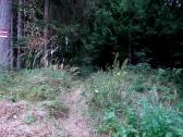  Wanderroute ber einen verwilderten Weg 