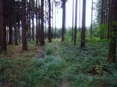  Wanderroute ber einen verwilderten Weg 