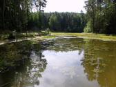  Blick auf den idyllischen Waldweiher 