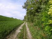  Blick auf den Wanderweg entlang des Donaudamms 