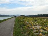  Blick auf die Wanderroute - Treppelweg flussabwrts 