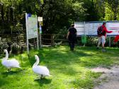  wieder beim Steg in Urfahr 