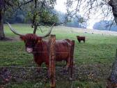 dieser Rinderasse strt das regnerische Wetter wenig  