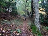  Wanderweg leicht bergan 