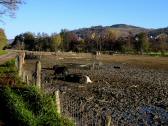 Wanderroute entlang des Kamps und der Schweinefarm 