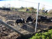  Schweinefarm am Lauser 