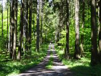  Wanderroute durch den Buchenwald 