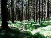  Wanderroute durch den Buchenwald 